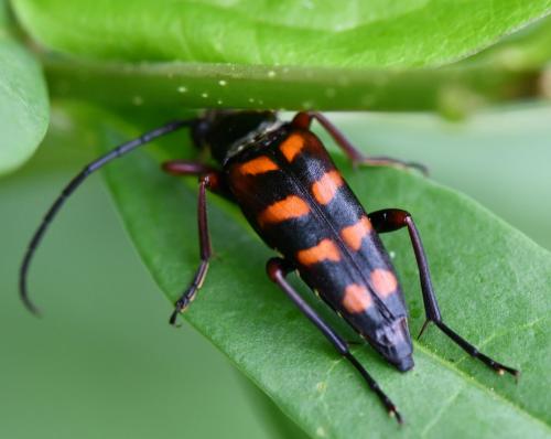 Leptura aurulenta